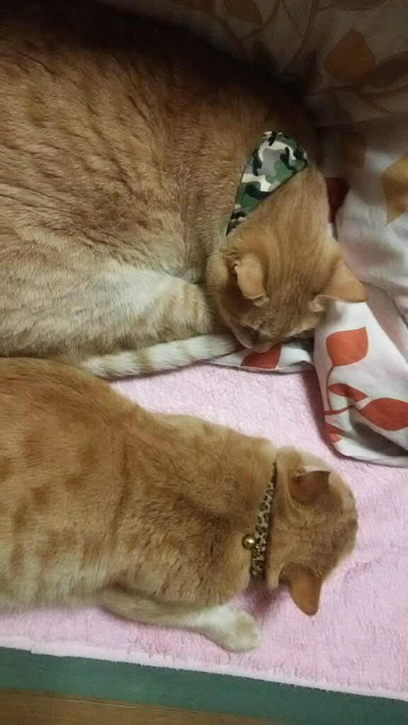 ５月は寅次郎🐯の命日月です