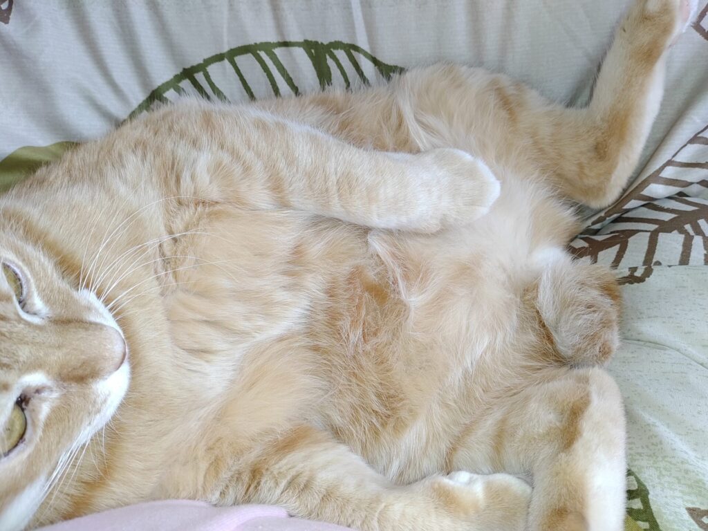 寅次郎🐯の思い出⑨