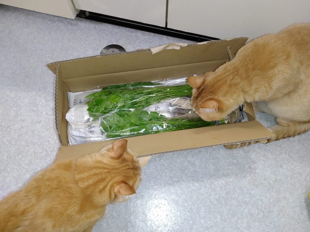 寅次郎🐯の思い出⑧