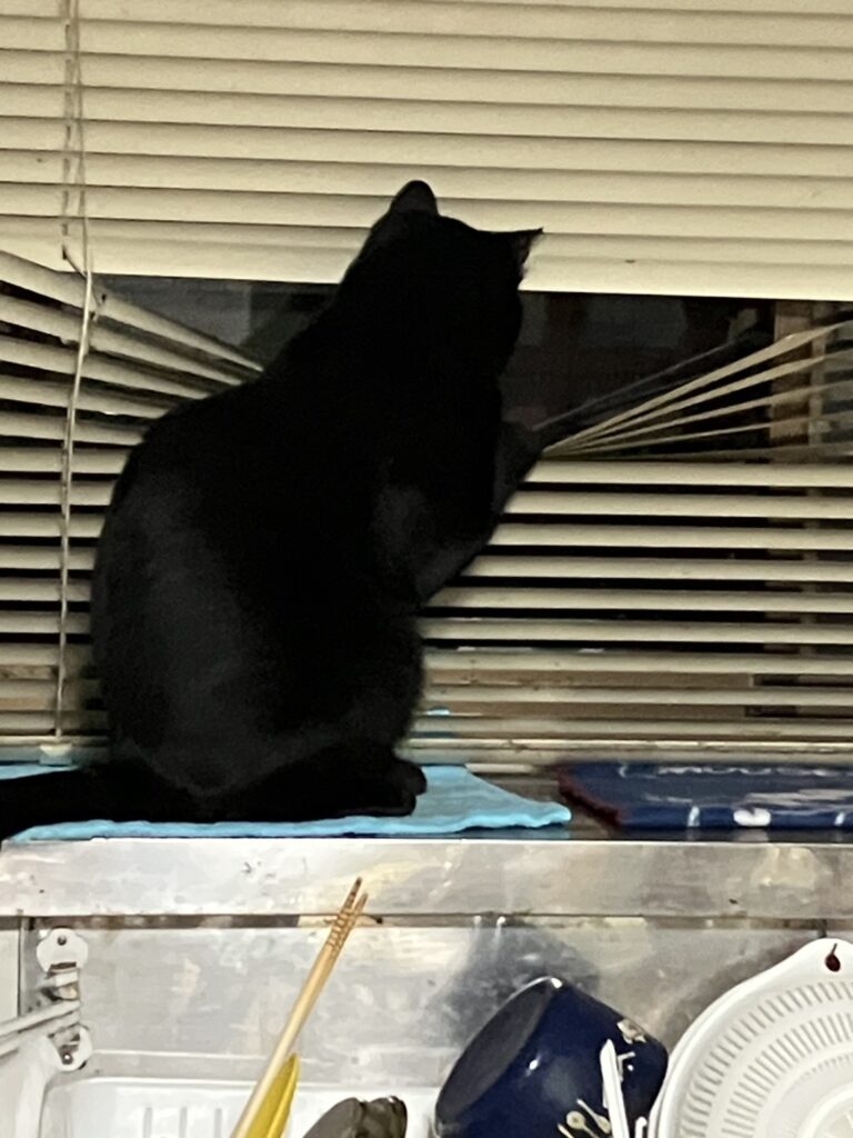 ペット探偵🕵‍♂