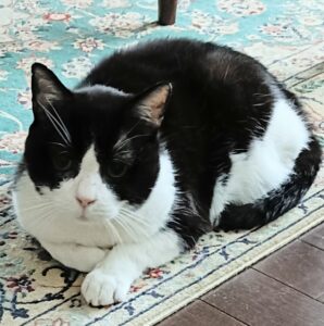 栄区の12歳のハチワレくん。安心して過ごすお留守番の時間