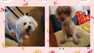 金沢区ビションちゃんとトイプーちゃんのリピート訪問|安心して過ごせる時間