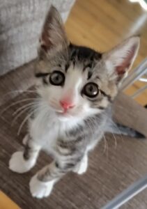 「尼崎市」子猫のイモちゃん(*’ω’*)