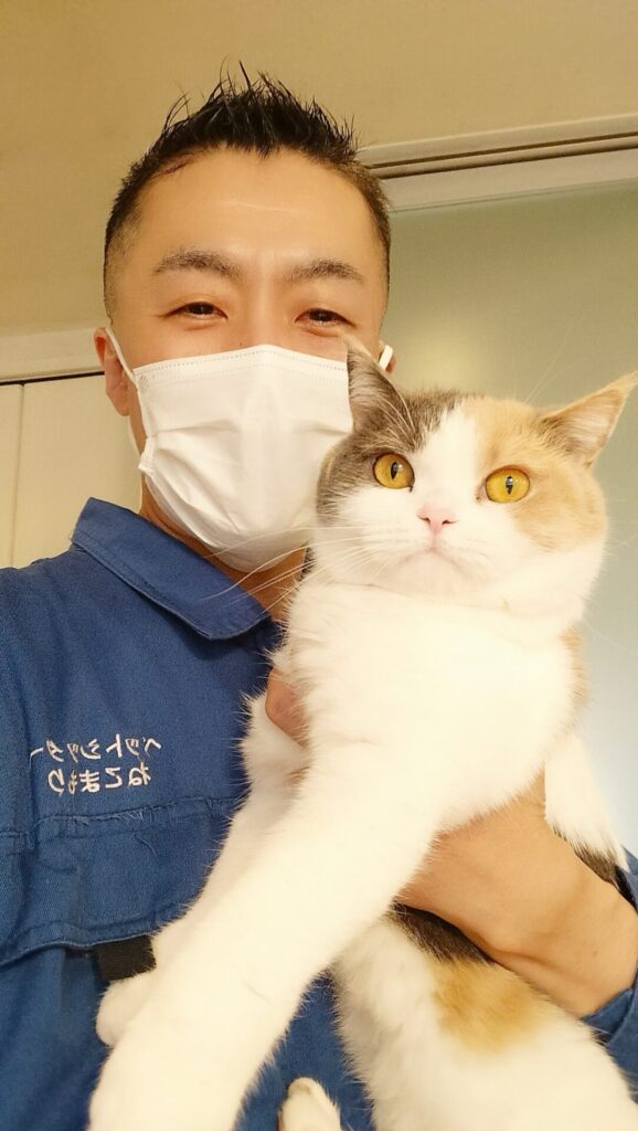 新宿区 お得意様 おてんばブリティッシュショートヘアちゃん お世話レポート🐈