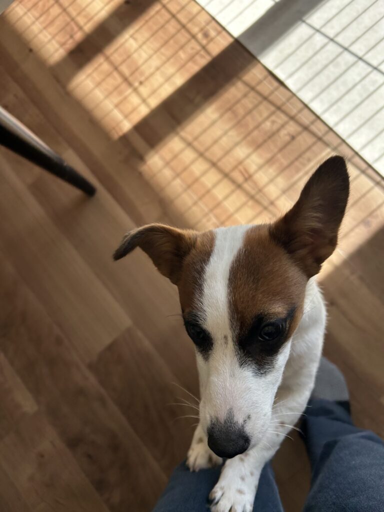 🐶中野区 元気いっぱいなワンちゃん🐶