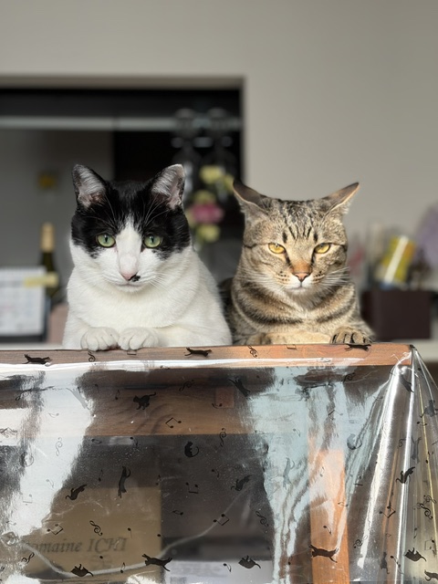 保護猫ハッチーととらをご紹介します