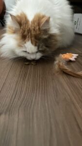 😺初めましてのお友達😺