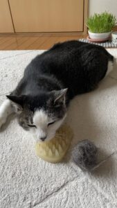 😺シニアにゃんこさん