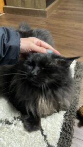 😺ロマンスグレーのにゃんこさん😺