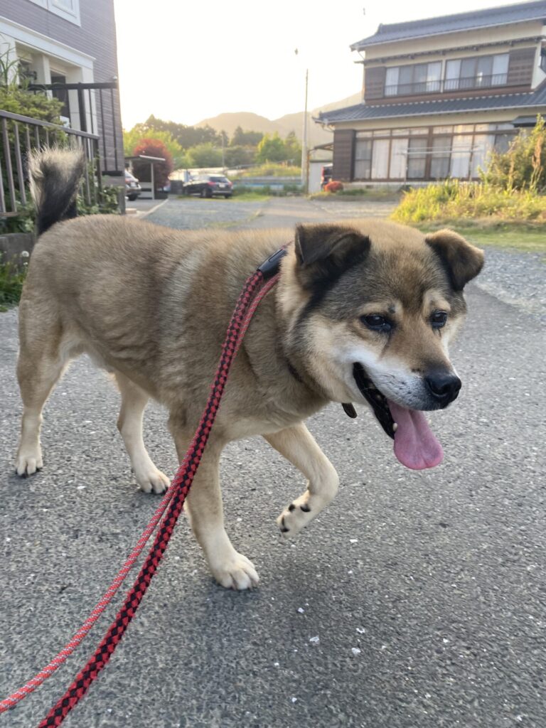 【犬のお散歩 新城市】わだちくんお世話の様子🐶