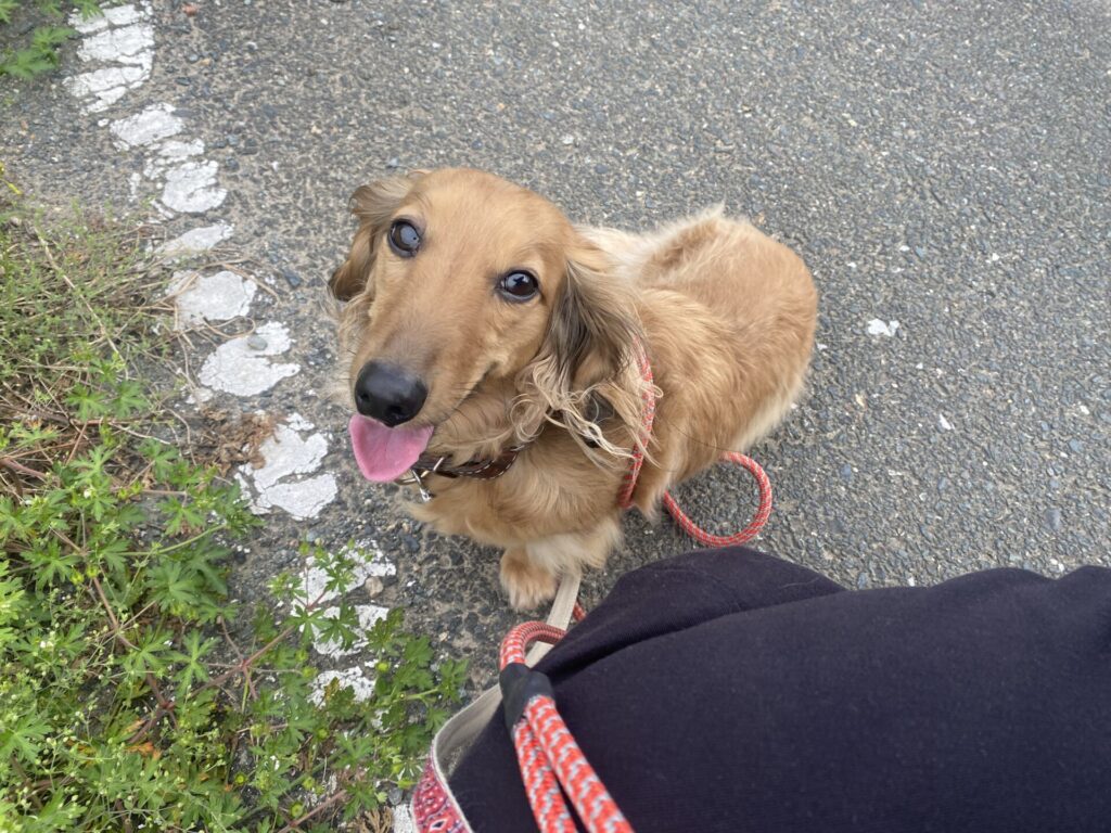 【豊川市 犬のお散歩】トラくんお世話の様子🐶