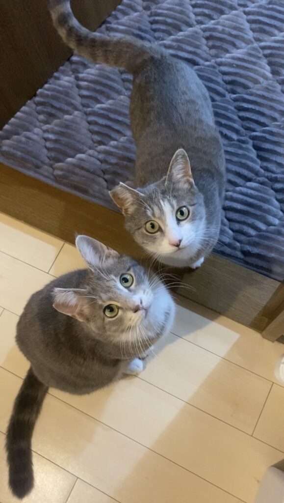 【猫のお世話 豊橋市】メロちゃんマロくんお世話の様子🐱🐱