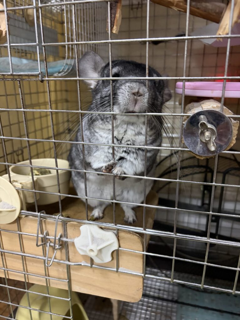 【八千代市・小動物】チラちゃんのお世話報告