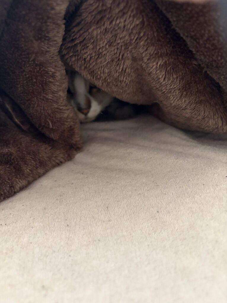 【八千代市・猫】ぶぶちちゃんのお世話報告