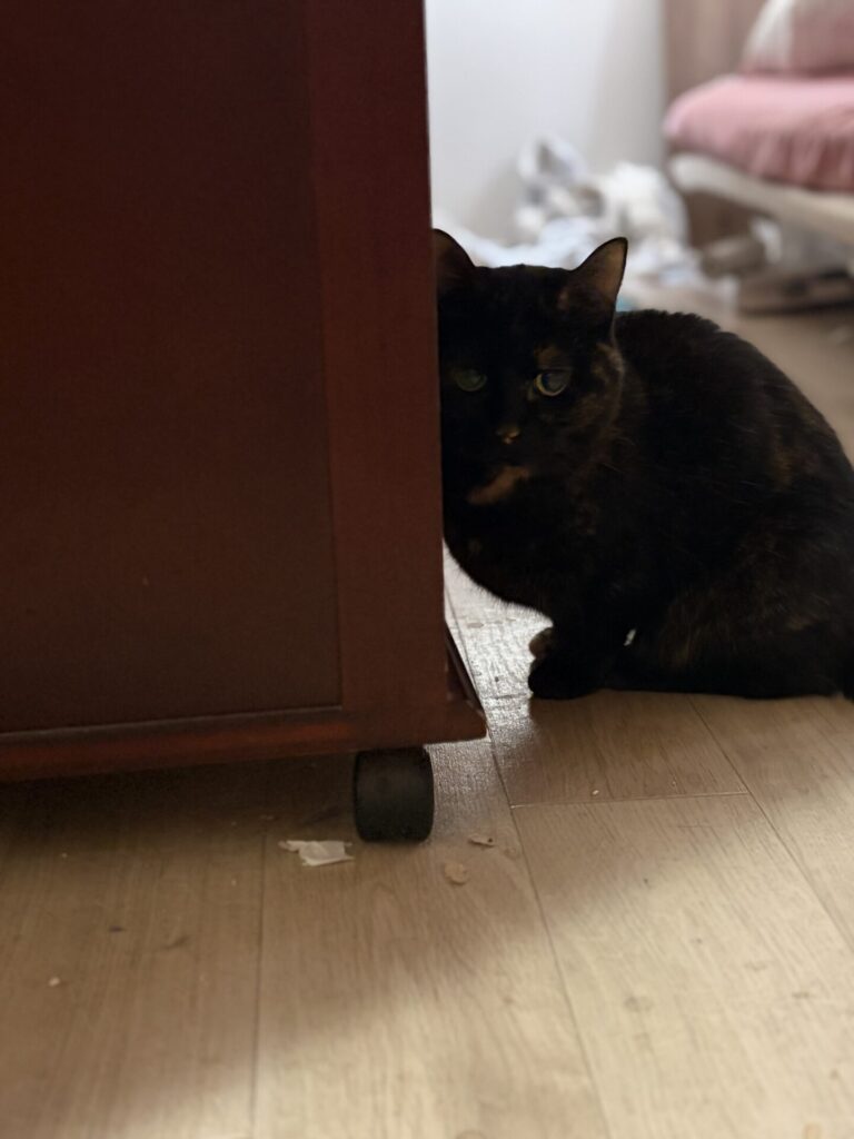 【船橋市・猫】千代ちゃん、小梅ちゃん、小太郎くん、八千代くんのお世話報告