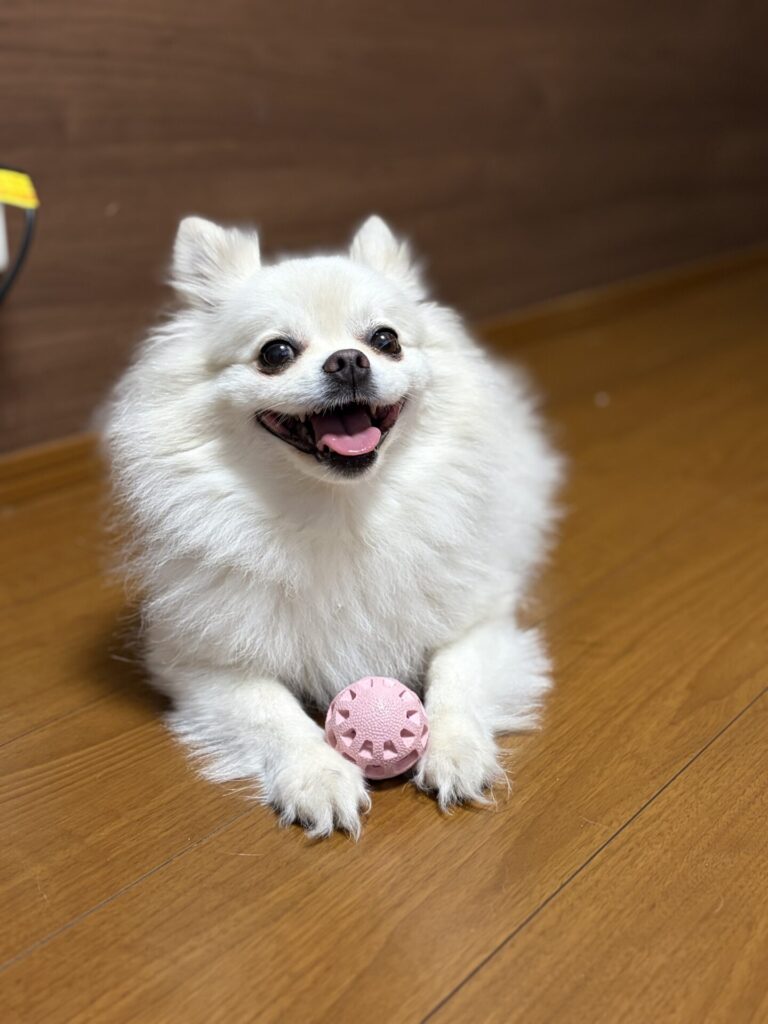 【千葉市・犬】くぅちゃんのお世話報告