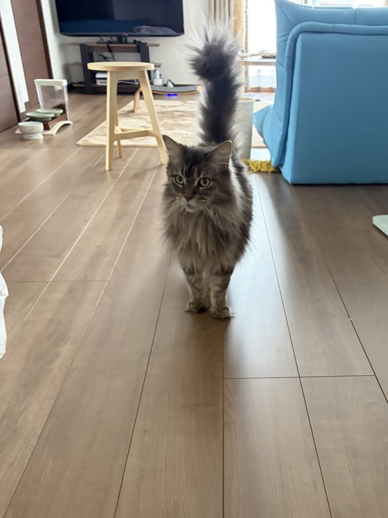 【習志野市・猫】しまちゃんのお世話報告
