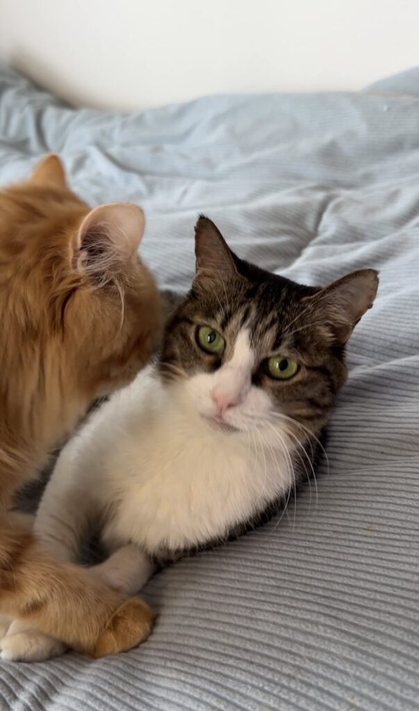 ペットシッター 箕面市 猫のナツちゃん、よしつねくん、うみちゃん