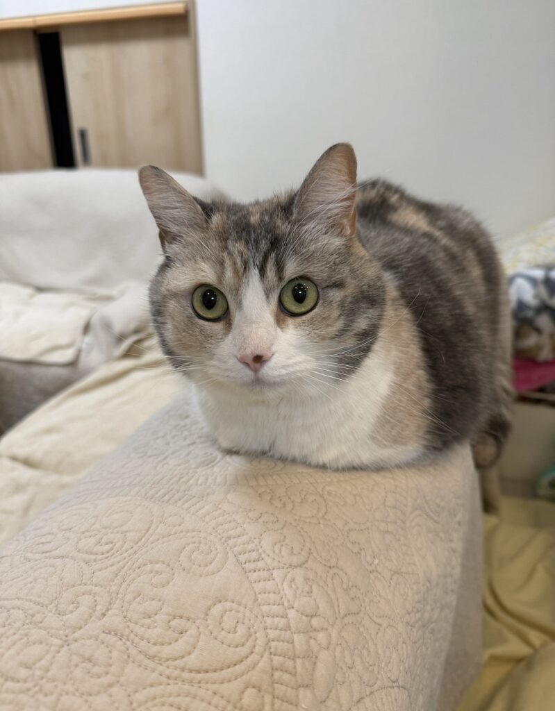 ペットシッター　箕面市　スコティッシュフォールドの令ちゃん