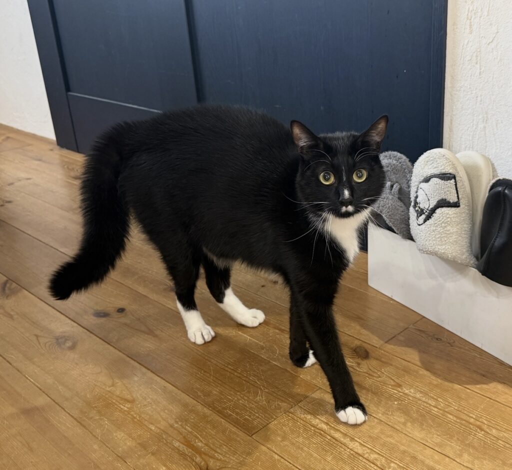 ペットシッター　箕面市　猫のにゃんすけくんとうずらちゃん