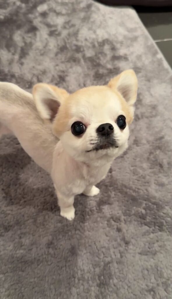 ペットシッター 箕面市 チワワのあめちゃん