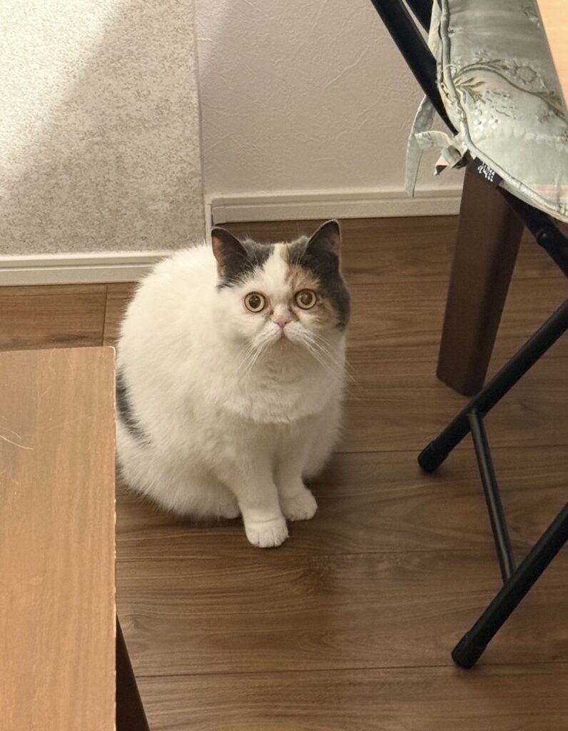 ペットシッター　吹田市　ミヌエットのカステラちゃんとマルプーのこむぎちゃん