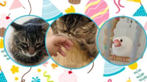 逗子の猫と文鳥のお世話風景｜長毛ミックス＆エキゾチックショートヘアの兄弟と過ごす癒し時間