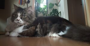 【金沢区】ミヌエットの7歳の男の子、再びお世話へ🐾