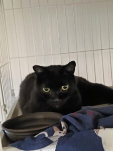 葉山の保護猫ちゃんのお世話日記