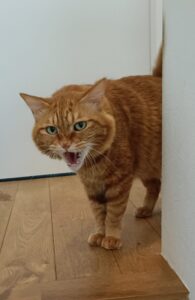 葉山の茶トラ猫くんお世話記録|人懐っこい性格と癒しの時間