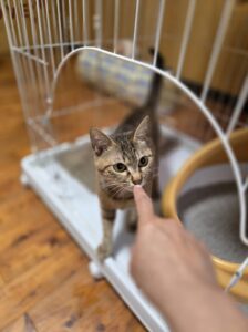 宮崎市キララちゃんのお世話レポート🐱