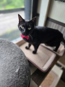 国富町くうくん達のお世話レポート🐱
