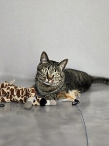 国富町タイソンくんのお世話レポート🐱