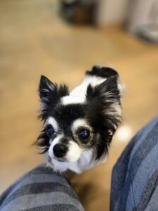 宮崎市れんくん達のお世話レポート🐶😸