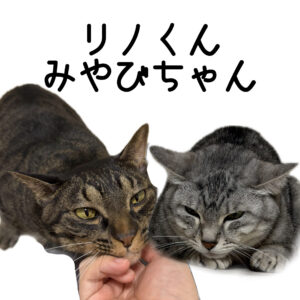甘え上手なリノくん、ちょっぴり怖がりみやびちゃん♪大阪市淀川区での猫ちゃんお世話
