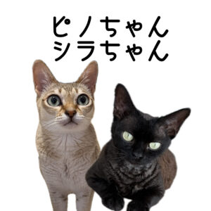 シンガプーラのピノちゃんとデボンレックスのシラちゃん♩大阪市中央区で猫ちゃんのお世話