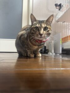 船橋市 みかんちゃんのお世話