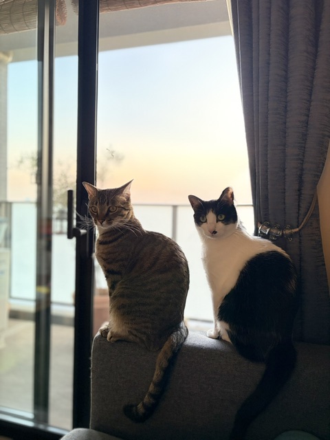 猫は「留守番」より「環境の変化」が苦手?