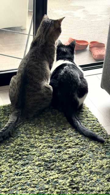 猫は「いつもの毎日」が好き