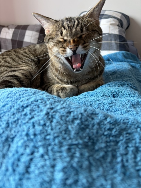 これからの季節、猫のお留守番で気をつけたいこと