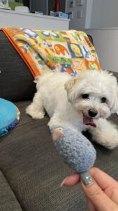 🐶元気よくお散歩🐶