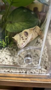 🐚🦎初めましてのお友達✨