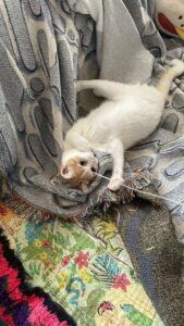 😺蝶々のジャラシが大好き😆