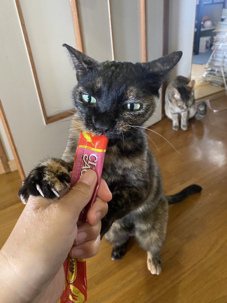 【猫のお世話 豊川市】ダラちゃん🐱チビーニちゃん🐱お世話の様子