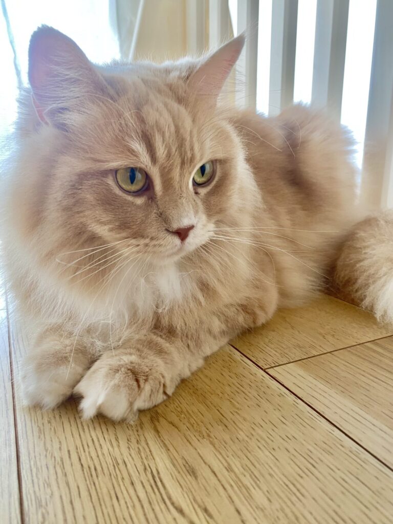 【猫のお世話】ドリーちゃん、ごまちゃんお世話の様子🐱🐱
