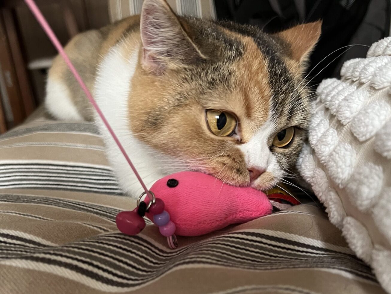 MIUちゃん　ショートコースのご利用　リピートのご依頼♪