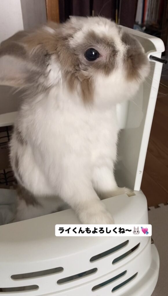 【うさぎのお世話 蒲郡市】ボブくん、ライくんお世話の様子🐰🐰