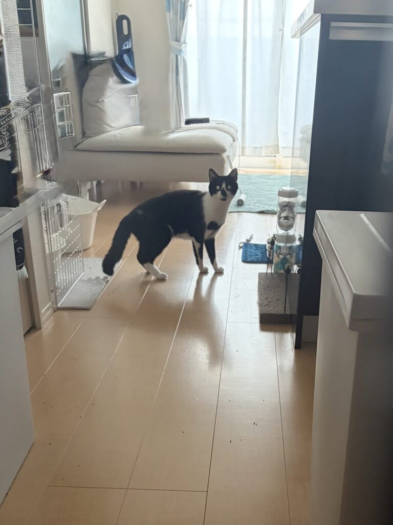 【千葉市・猫】さぼくんのお世話報告