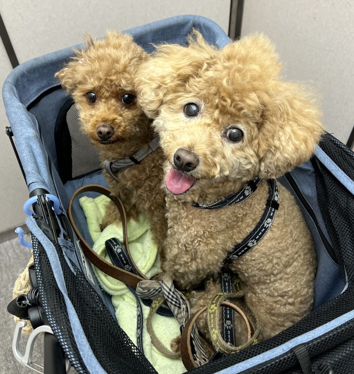 りんちゃん　アトム君♪　通常コース　リピートのご依頼♪