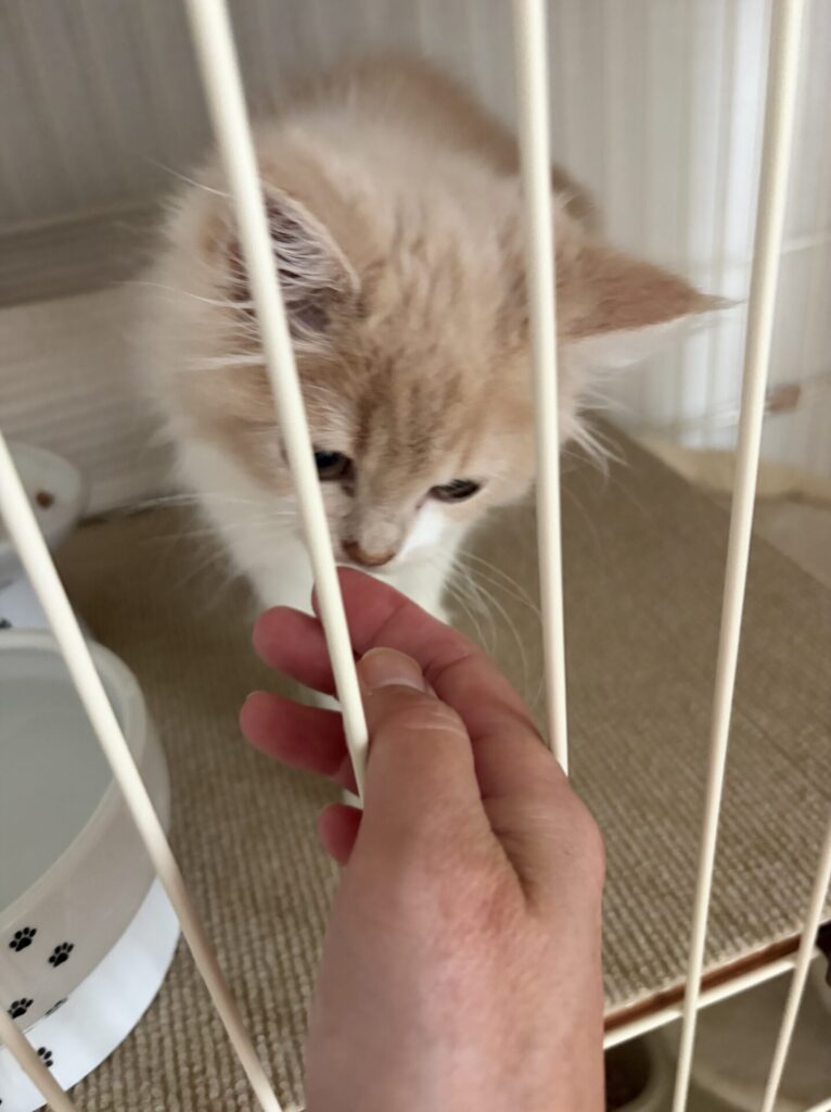 【船橋市・猫】えるくんのお世話報告